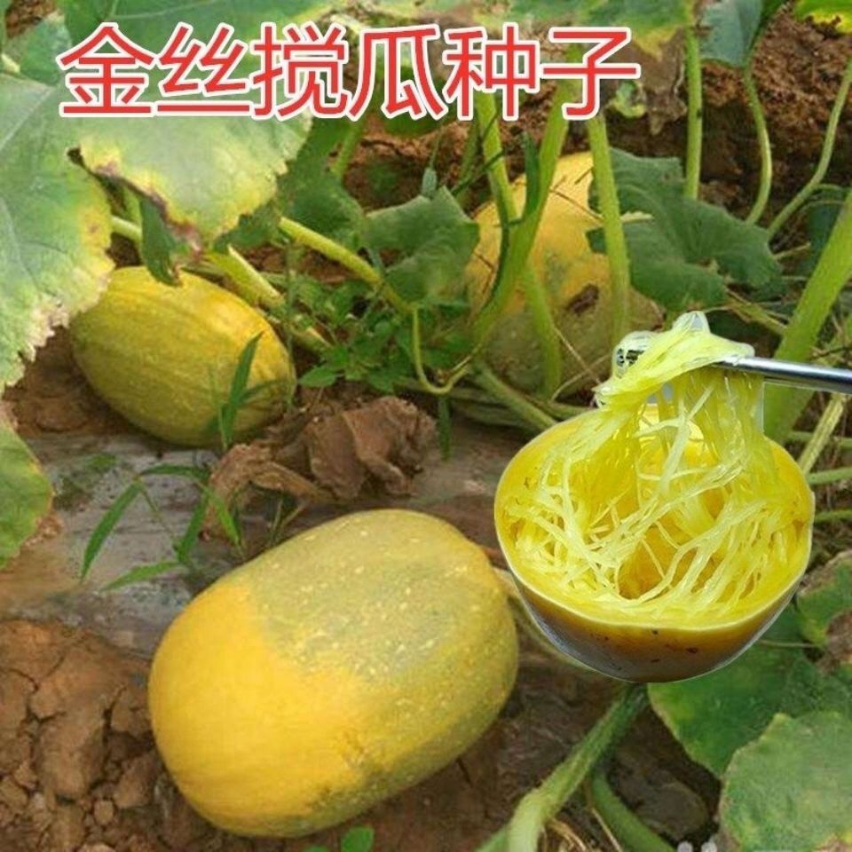 金丝绞瓜种子金丝搅瓜四季蔬菜种子天然粉丝南瓜金丝瓜鱼翅瓜角