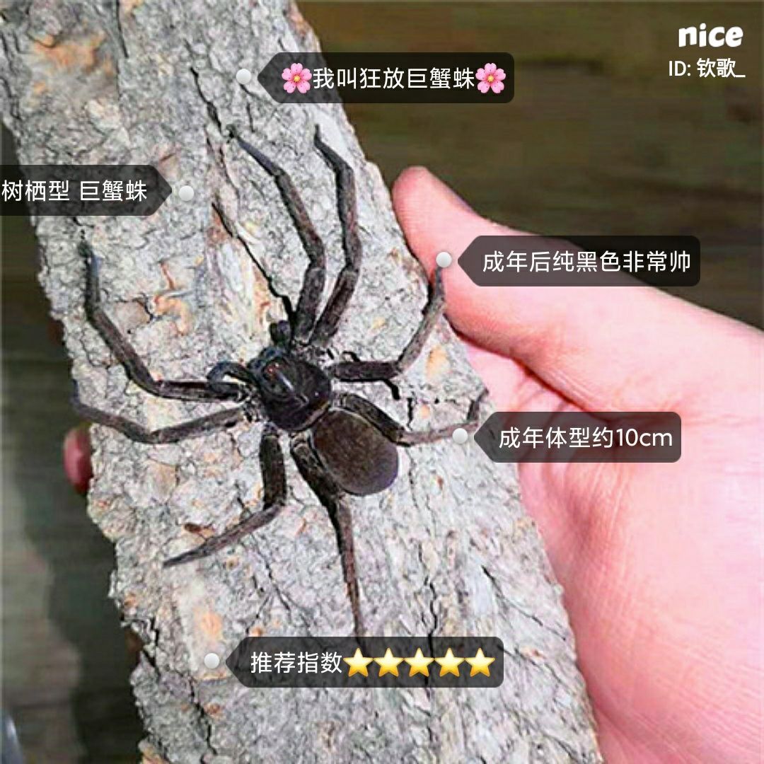 宠物蜘蛛活体非捕老挝红背黑寡妇狼蛛巨蟹蛛跳蛛活板门蛛猎人蛛 虎窝拼
