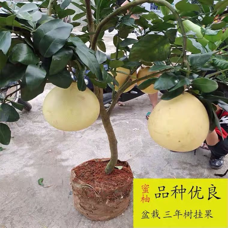 柚子树苗正宗嫁接红心蜜柚盆地栽南北方种植沙田柚子苗树带土带叶 虎窝拼