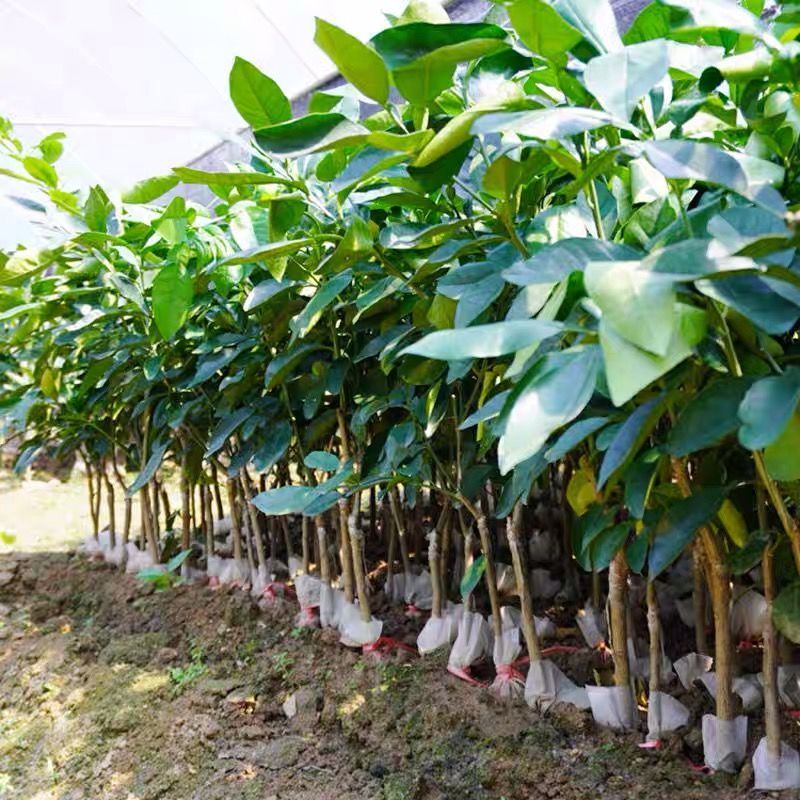 柚子树苗正宗嫁接红心蜜柚盆地栽南北方种植沙田柚子苗树带土带叶 虎窝拼 柚子树苗正宗嫁接红心蜜柚盆地栽南北方种植沙田柚子苗树带土带叶 虎窝拼