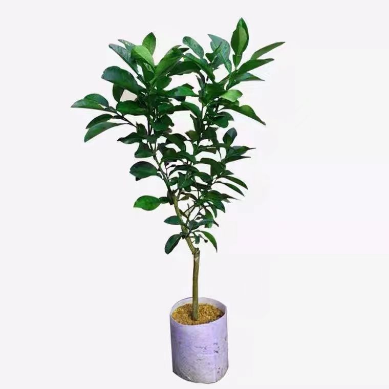柚子树苗正宗嫁接红心蜜柚盆地栽南北方种植沙田柚子苗树带土带叶 虎窝拼 柚子树苗正宗嫁接红心蜜柚盆地栽南北方种植沙田柚子苗树带土带叶 虎窝拼
