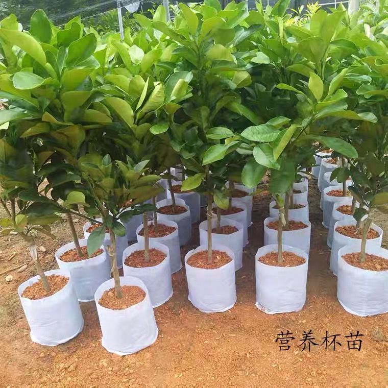 柚子树苗正宗嫁接红心蜜柚盆地栽南北方种植沙田柚子苗树带土带叶 虎窝拼 柚子树苗正宗嫁接红心蜜柚盆地栽南北方种植沙田柚子苗树带土带叶 虎窝拼