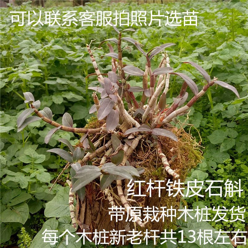 雁荡山木桩红杆软脚铁皮石斛苗乐清珍品红杆木桩盆栽种苗绿植花卉