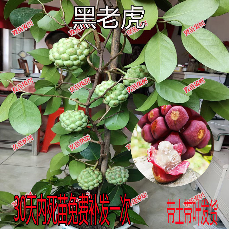 黑老虎布福娜水果苗血藤水果爬藤恶魔果实南北方庭院盆栽种植