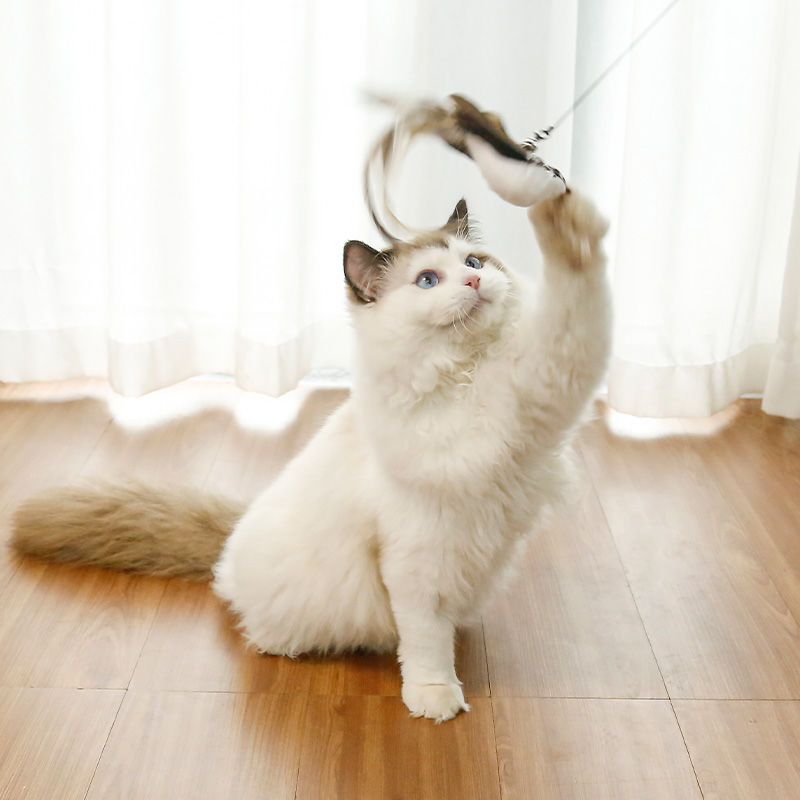 猫玩具逗猫棒自嗨解闷神器钢丝羽毛磨牙耐咬长杆可替换头幼猫用品