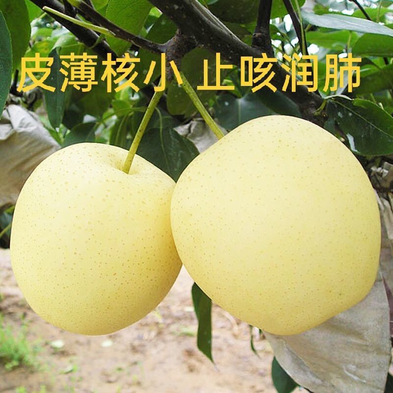 精品河北皇冠梨应季水果 梨 梨子水果新鲜3/5/10斤装非香梨雪梨砀