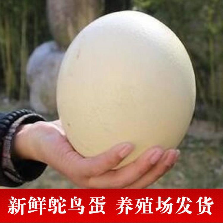 新鲜鸵鸟蛋特大号鸸鹋土豪蛋七夕送礼可食用鲜蛋中秋送礼包邮