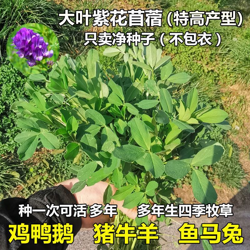 紫花苜蓿种子多年生四季牧草养金蝉奶草苜蓿草种子鸡鸭鹅牛羊种籽 虎窝拼