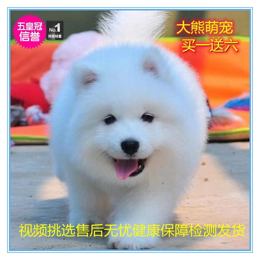 纯种萨摩耶活体幼犬狗宠物狗熊版爆毛狗微笑天使雪橇犬家养幼崽 虎窝拼 纯种萨摩耶活体幼犬狗宠物狗熊版爆毛狗微笑天使雪橇犬家养幼崽 虎窝拼