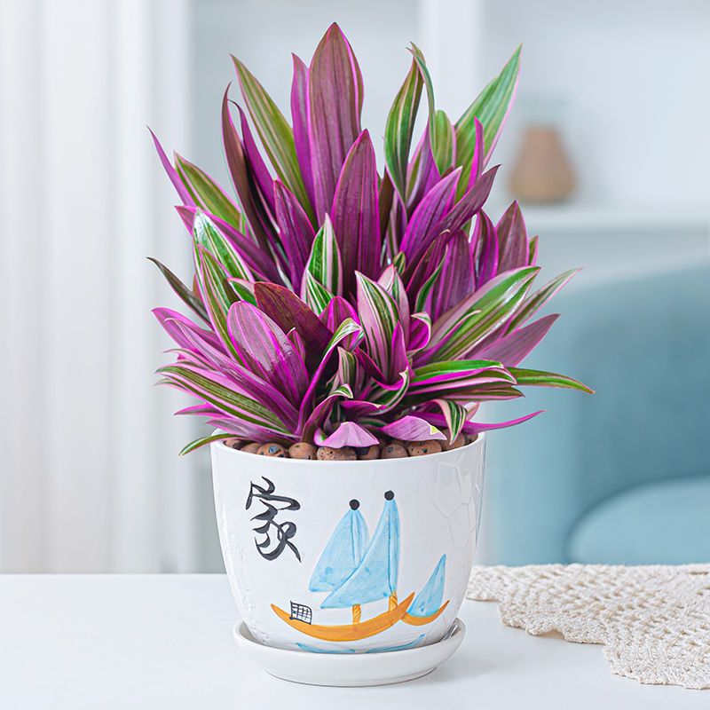 紫露兰盆栽吊兰植物办公室内净化空气客厅好养绿植吸甲醛四季常青 虎窝拼