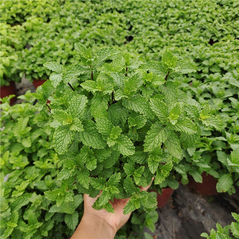 食用薄荷十香菜河南石香菜留兰香薄荷盆栽香花菜绿色香料薄荷苗