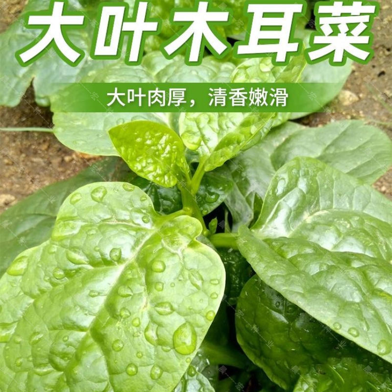 大叶木耳菜种子小青菜种籽爬藤蔬菜孑耐高温耐湿春夏四季阳台盆栽