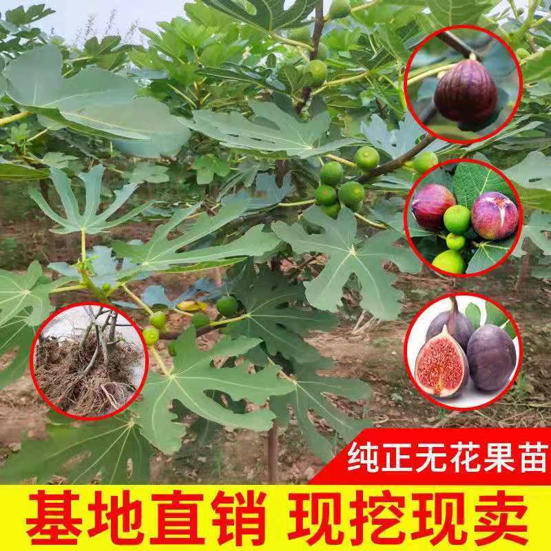 无花果苗果树当年结果地栽特大波姬红庭院阳台盆栽果苗南北方种植