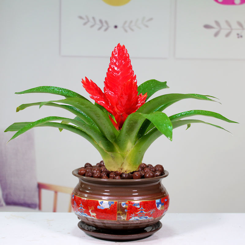 招财手红玉扇鸿运当头盆栽绿植花卉植物室内花客厅吸甲醛净化空气【3