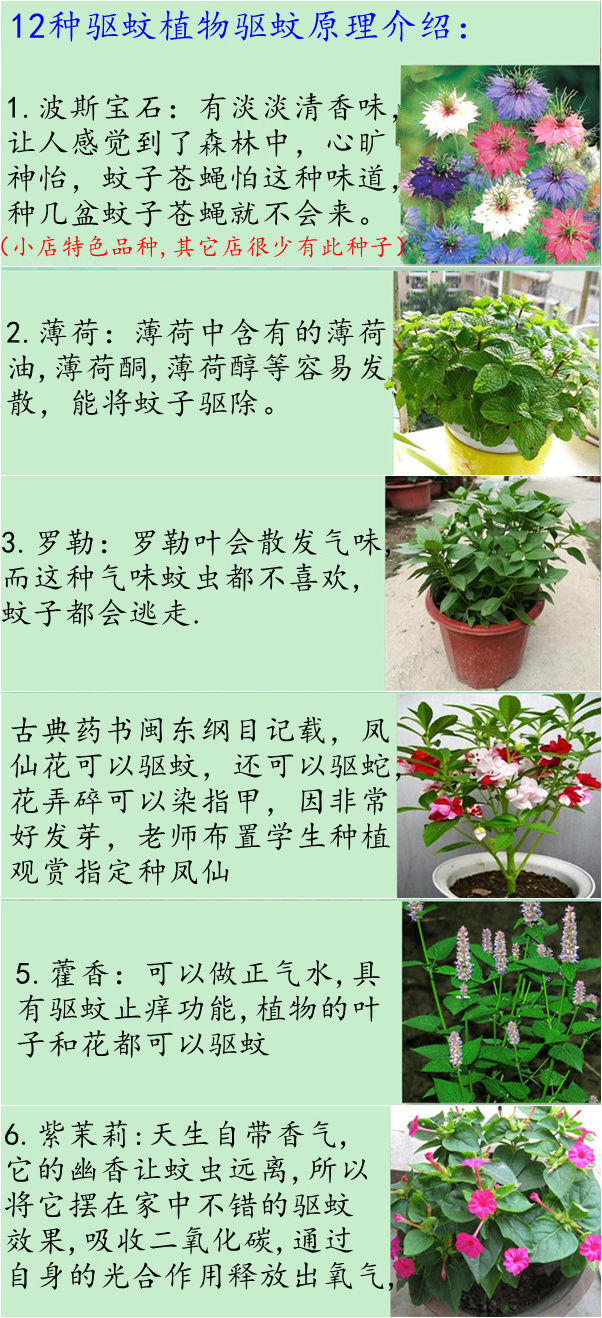種子之家 驅蚊植物種子驅蚊草籽夏季室內外除蚊子花卉除蟲菊艾草薄荷驅蒼蠅 Yoyo精選 露天拍賣