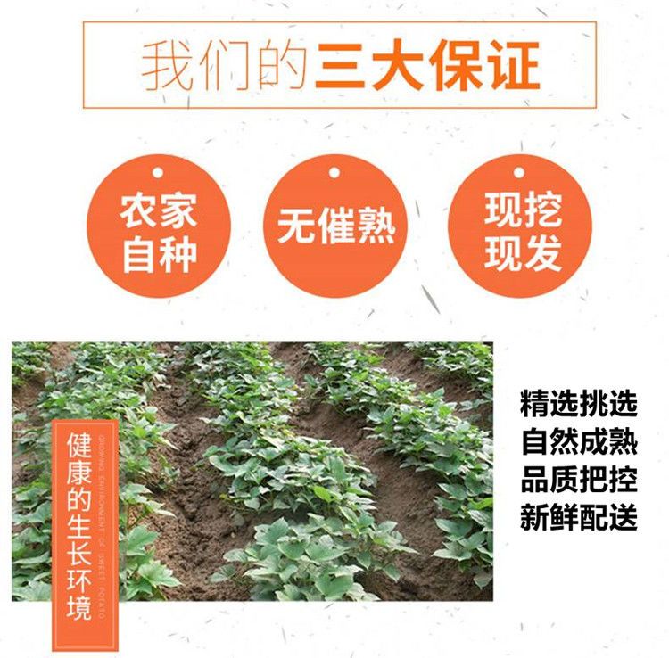 哈密红薯白蜜薯冰糖心红薯蜜薯新鲜地瓜白心白瓤番薯3/5斤