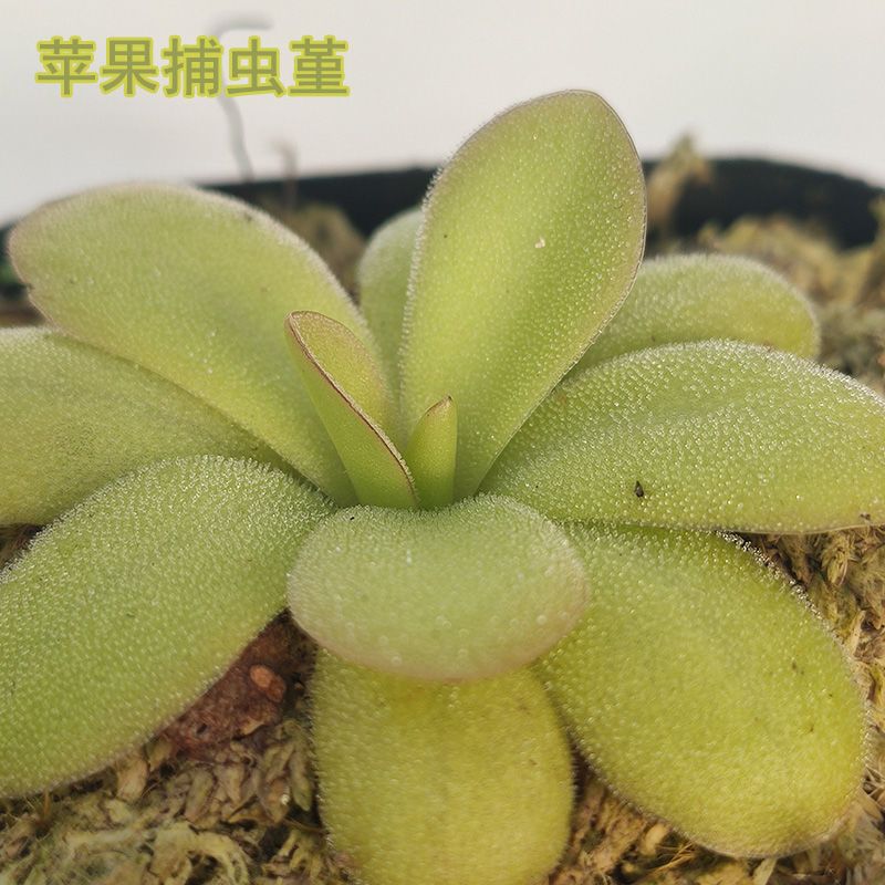 危地马拉马尔恰诺捕虫堇食虫植物食虫草食人花捕蝇草盆栽迷你植物 虎窝拼