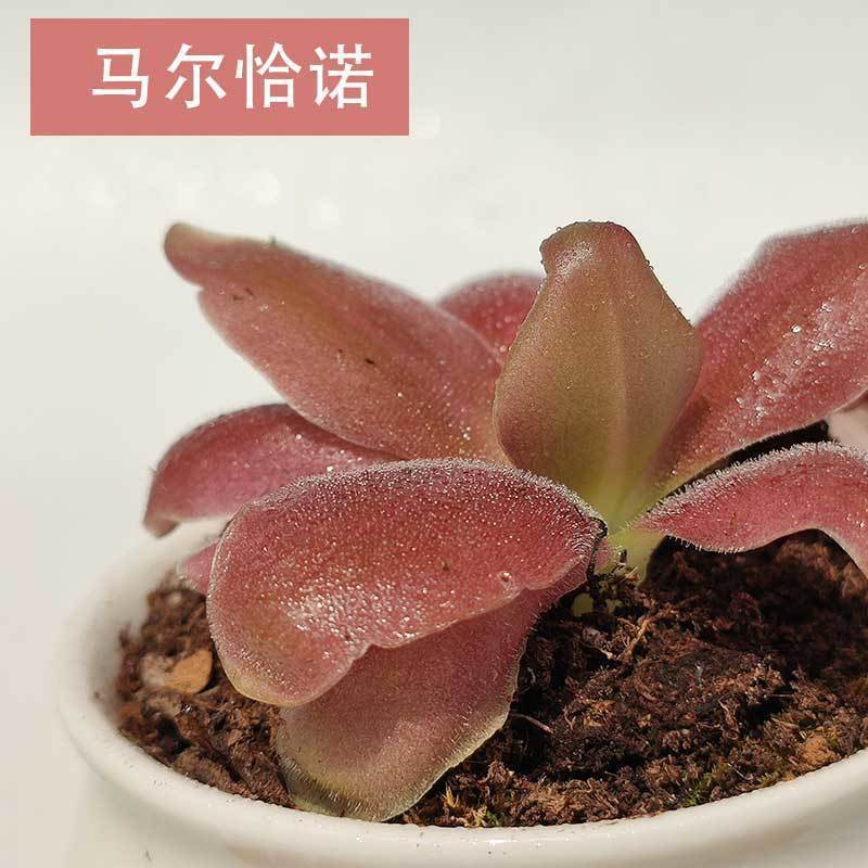 危地马拉马尔恰诺捕虫堇食虫植物食虫草食人花捕蝇草盆栽迷你植物 虎窝拼