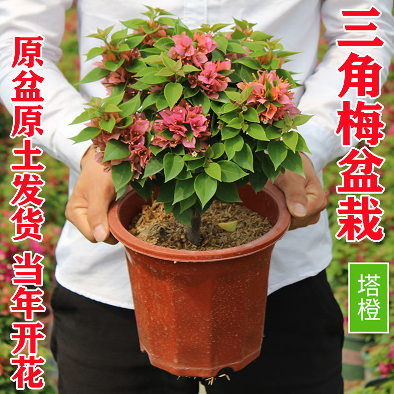 【塔橙】重瓣三角梅花苗三角梅四季开花爬藤三角梅盆栽花卉植物苗