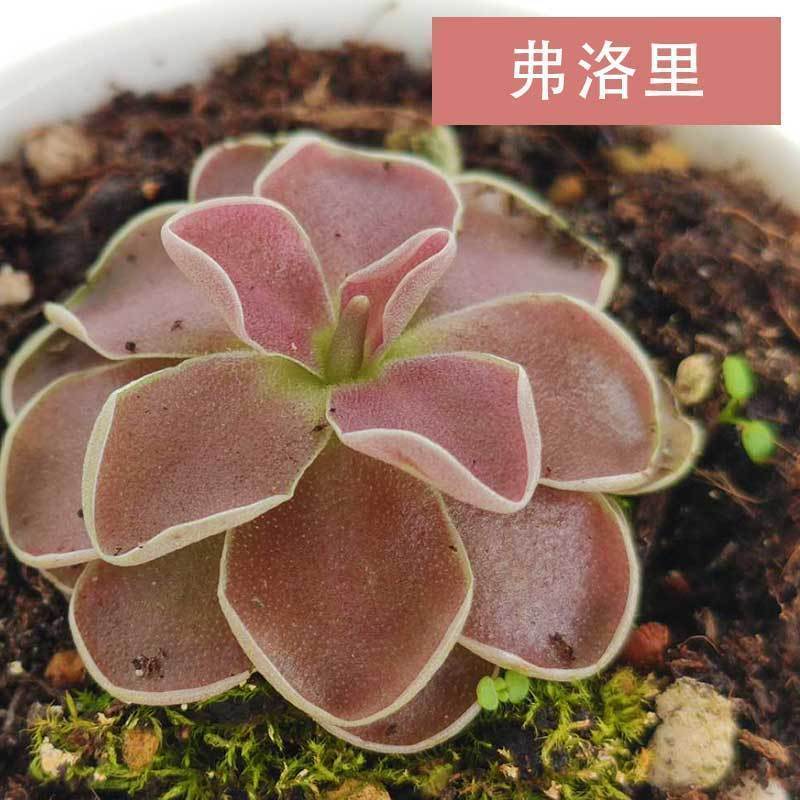 危地马拉马尔恰诺捕虫堇食虫植物食虫草食人花捕蝇草盆栽迷你植物 虎窝拼