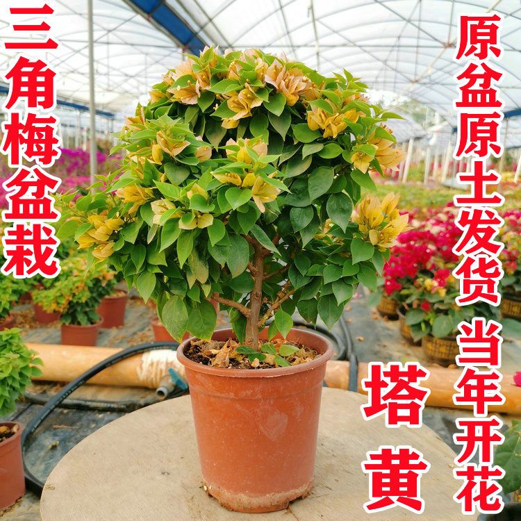 【塔黄】重瓣三角梅花苗三角梅四季开花爬藤三角梅盆栽花卉植物苗