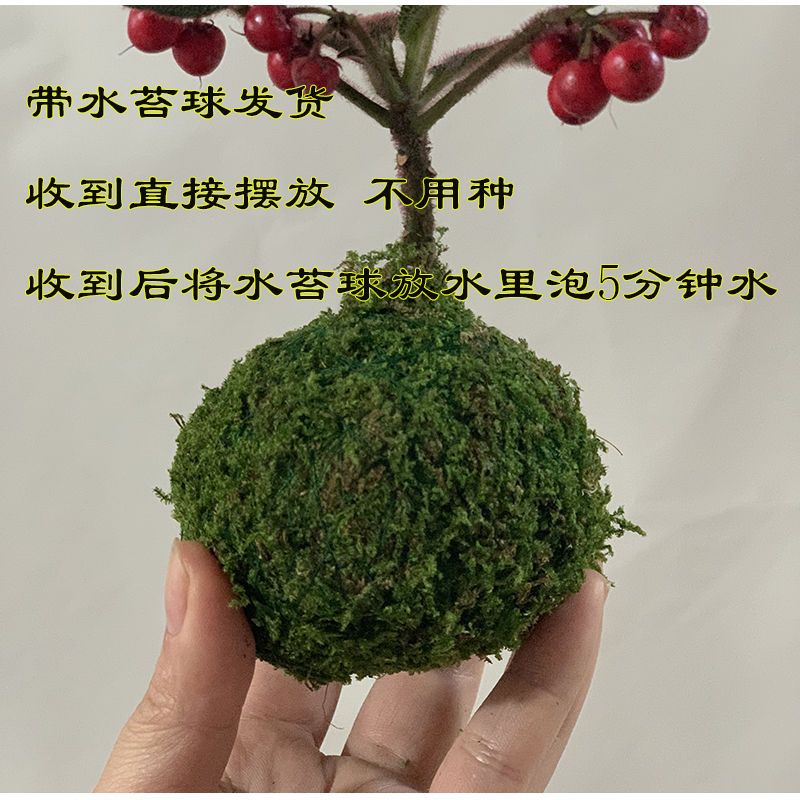 苔玉虎舌红微盆景结果红色室内客厅造景绿植桌面观叶小盆景庭院 虎窝拼