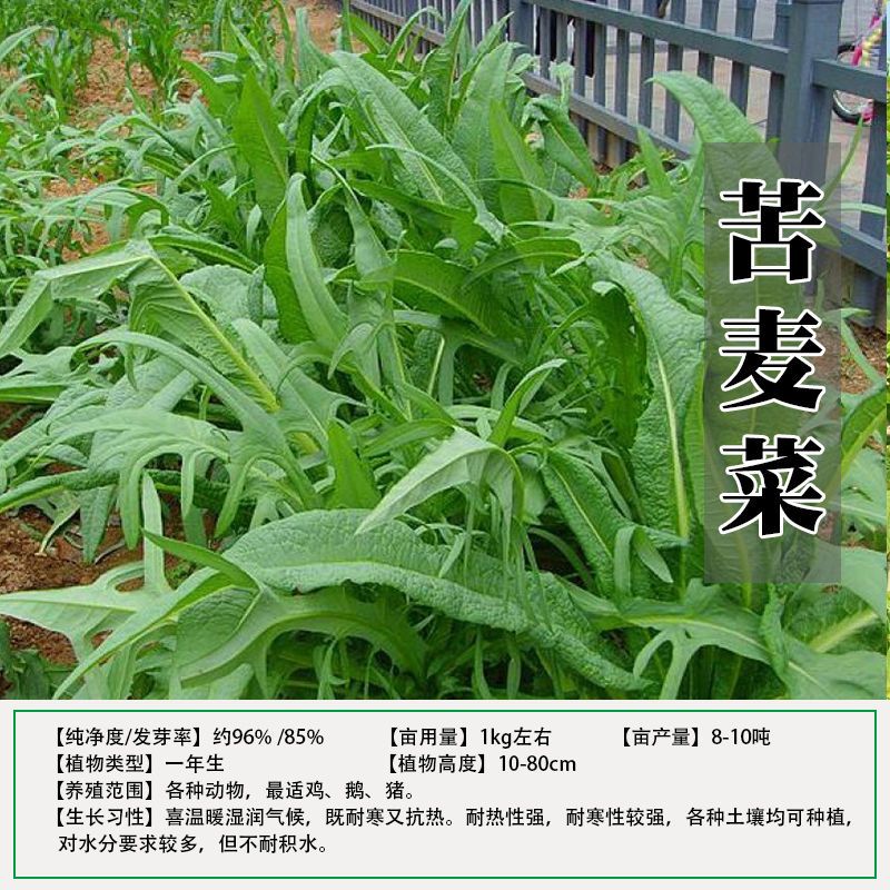 苦荬菜种子 多年生牧草 猪牛羊鸡鸭鹅苦麻菜苦麦菜苦买菜苦卖菜