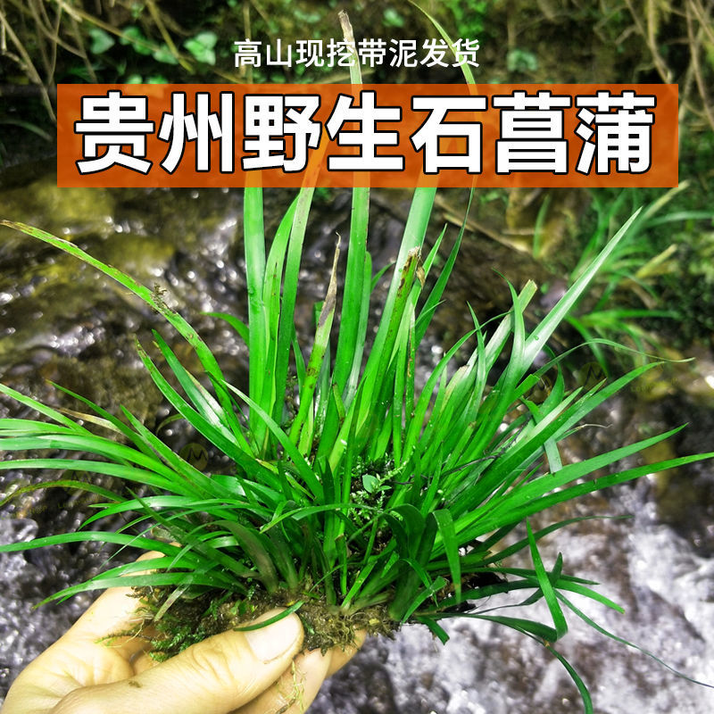 贵州野生石菖蒲水培盆景室内附石菖蒲深山石菖蒲四季常青绿植植物