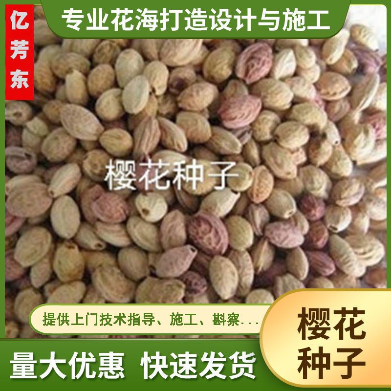 樱花日本樱花种子大红山樱花种子四季冬樱花种子单樱种子产地直销