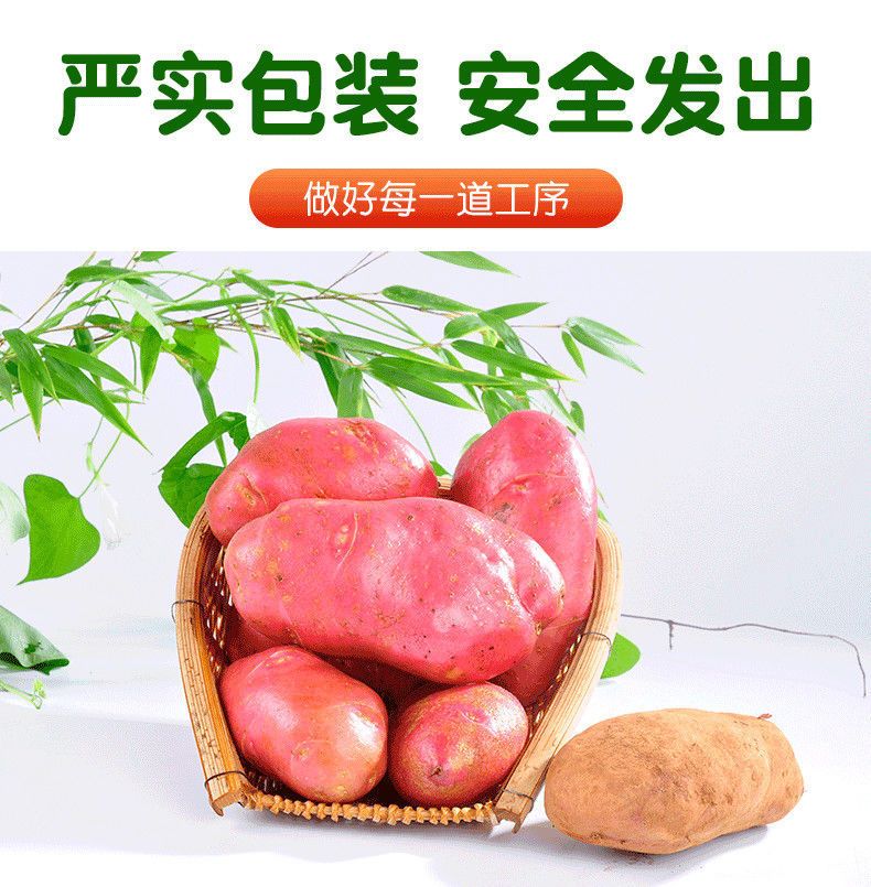 2021年云南高原新鲜现挖红皮黄心土豆5斤10斤洋芋老品种马铃薯