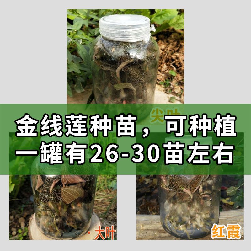 金线莲种苗福建南靖尖叶红霞大叶台湾品种盆栽苗壮好种植新鲜特级