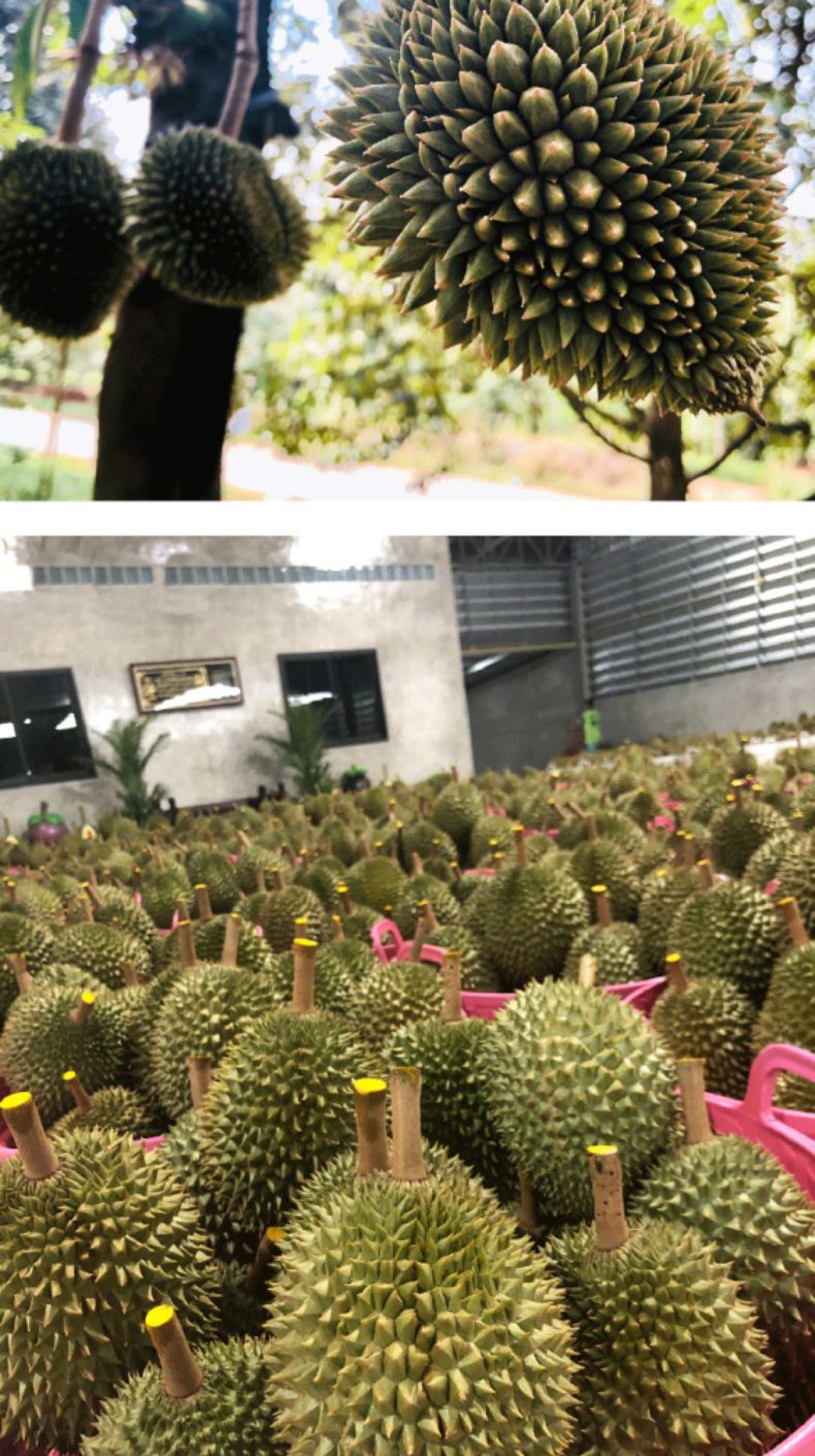 96ea832b-0f59-466d-b2b3-5e949efef913.jpeg.a.jpeg