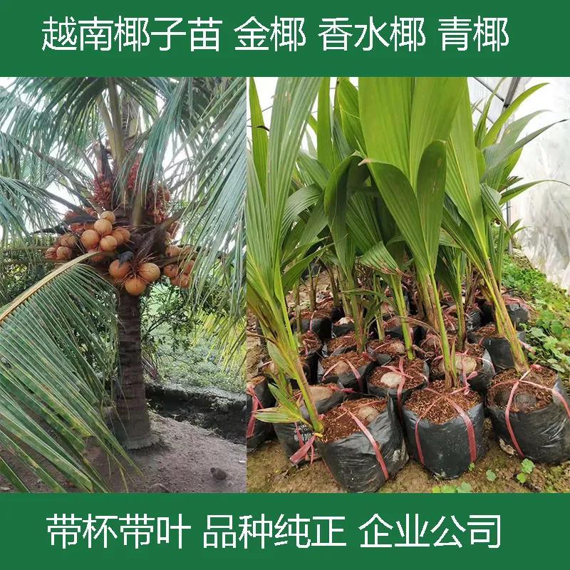 泰国椰子苗椰子树苗黄金椰树苗香水椰四季可种南方种植青椰树苗_虎窝拼