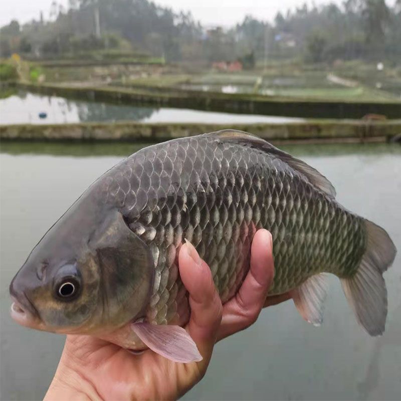 鲫鱼鱼苗中科三号优质良种条形鲫麻鲫重庆永川水花大基地发货包邮