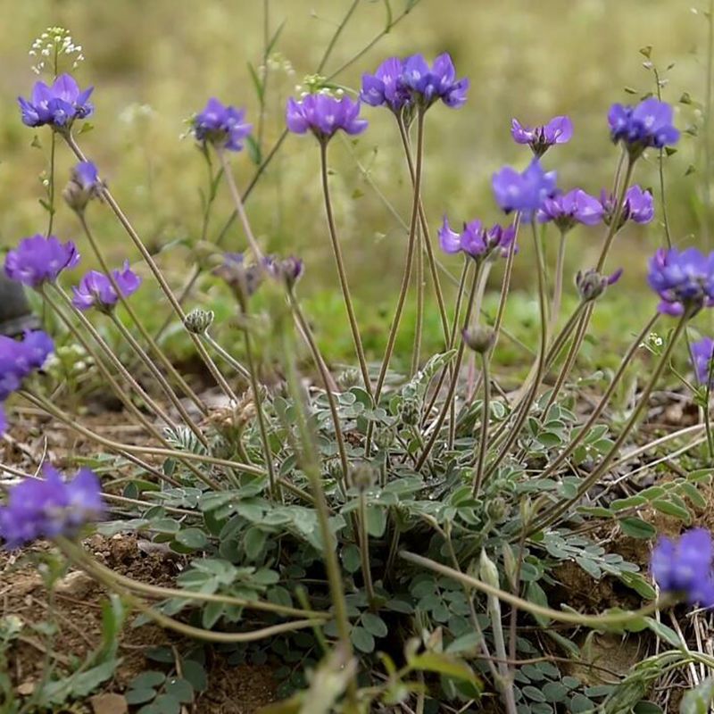 野生紫花地丁全颗整颗带根地丁草中药地丁