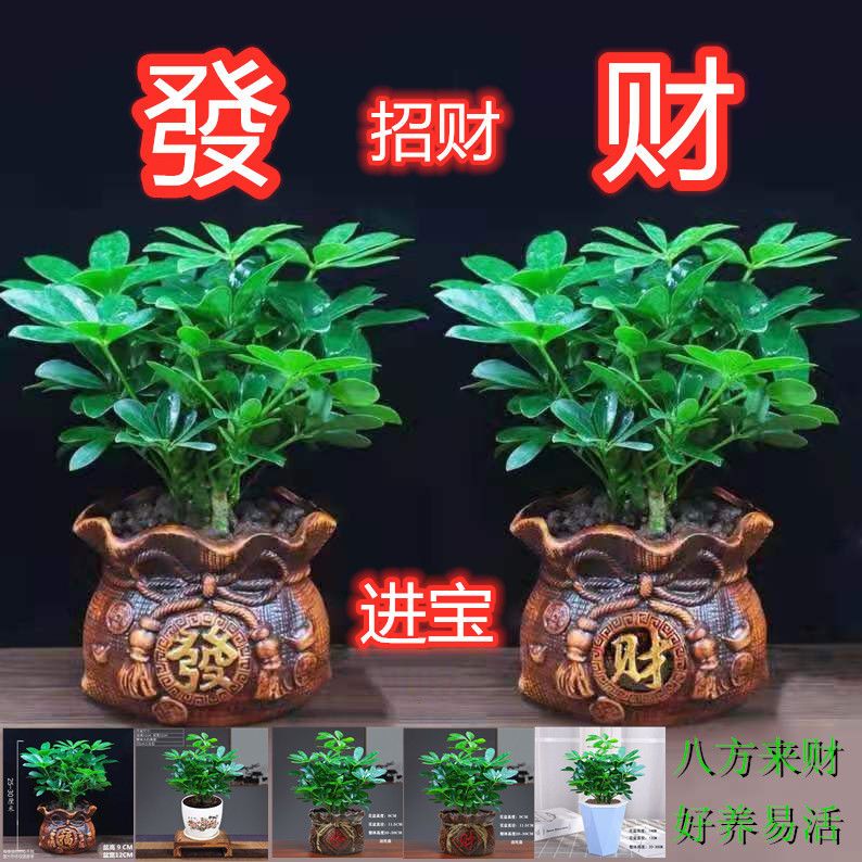 四季常青八方来财鸭脚木七叶莲室内阳台桌面绿植盆栽花卉发财树