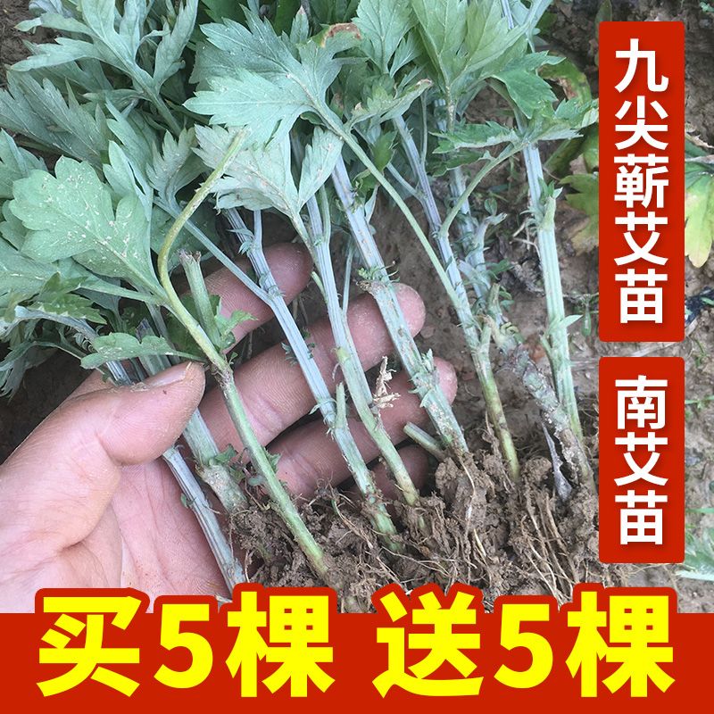 九尖蕲艾大苗湖北蕲春种植苗艾草新鲜盆栽艾叶苗生艾炙南艾苗