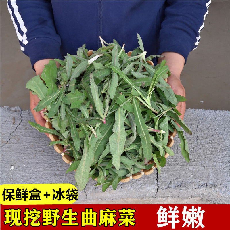 野生曲麻菜新鲜现挖新鲜蔬菜苣买菜苦苦菜野生蘸酱野菜新鲜曲曲菜