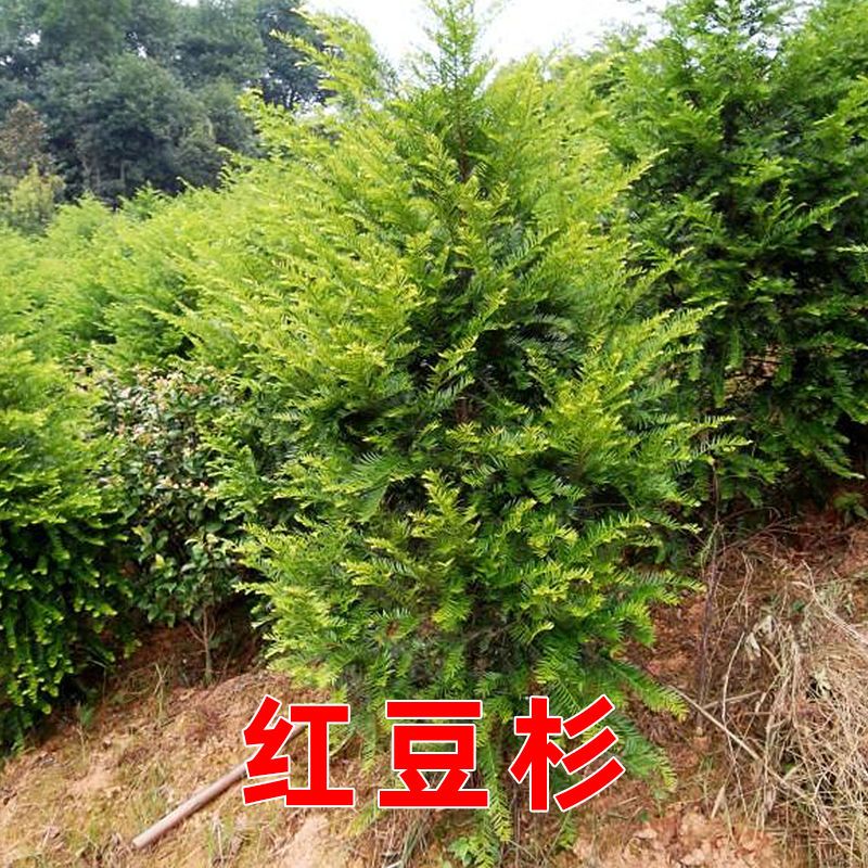 2021曼地亚红豆杉正宗树苗净化空气四季常青庭院绿化吸甲醛南北种