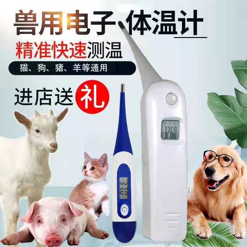 专业兽医教你如何测量猪体温？