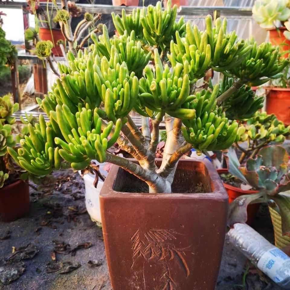 吸财树旺财木质化大老桩多肉植物绿植招财树盆栽室内阳台净化空气 虎窝拼