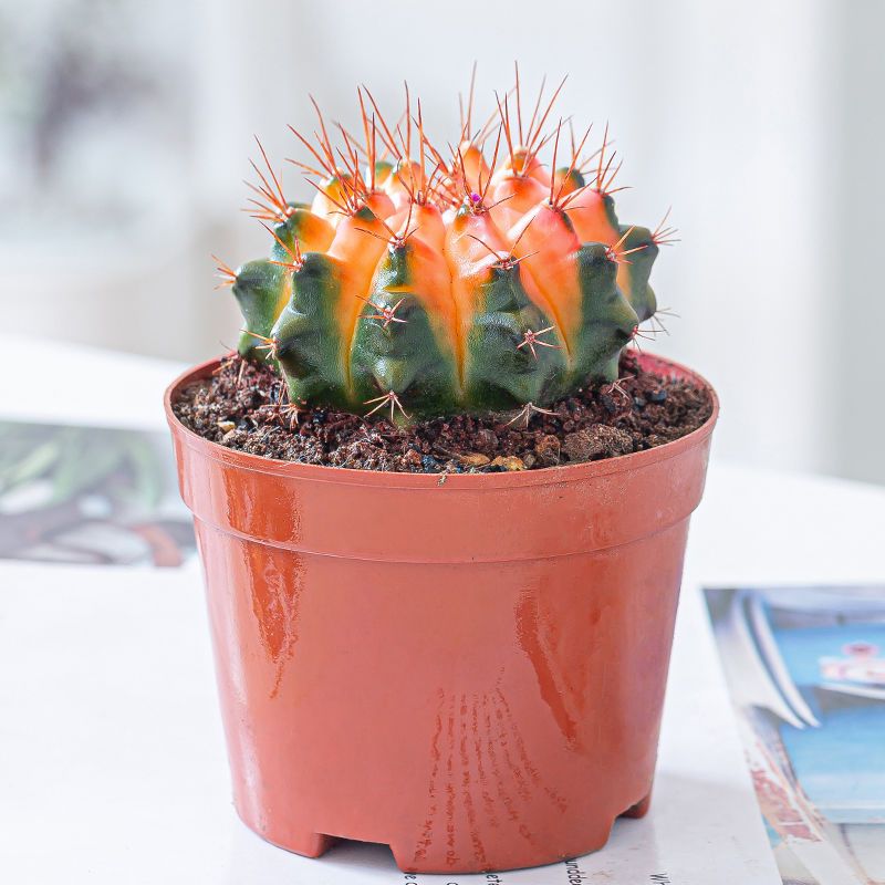 推荐 彩虹菲牡丹锦多肉植物仙人球盆栽室内吸甲醛四季好养花卉 虎窝拼