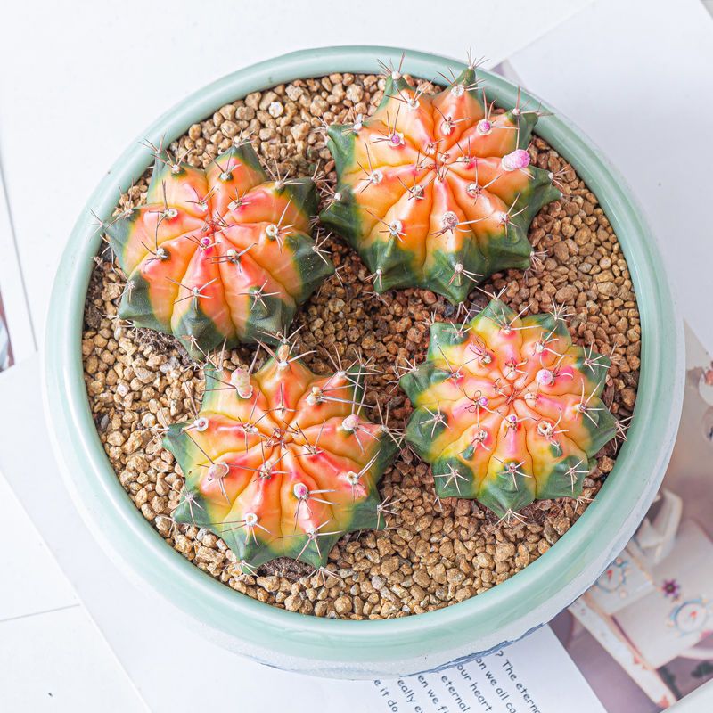 推荐 彩虹菲牡丹锦多肉植物仙人球盆栽室内吸甲醛四季好养花卉 虎窝拼