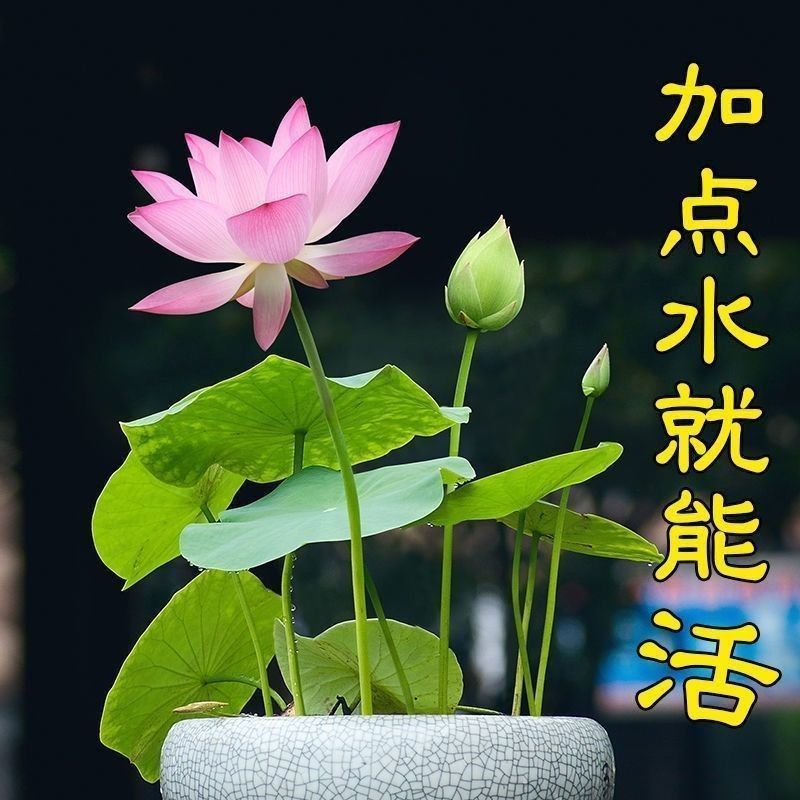 7天发芽 无土水培碗莲花种子水养生植物睡莲荷花盆栽四季花卉 虎窝拼