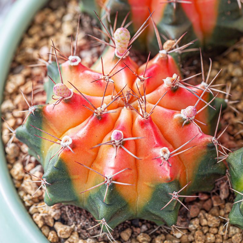 推荐 彩虹菲牡丹锦多肉植物仙人球盆栽室内吸甲醛四季好养花卉 虎窝拼