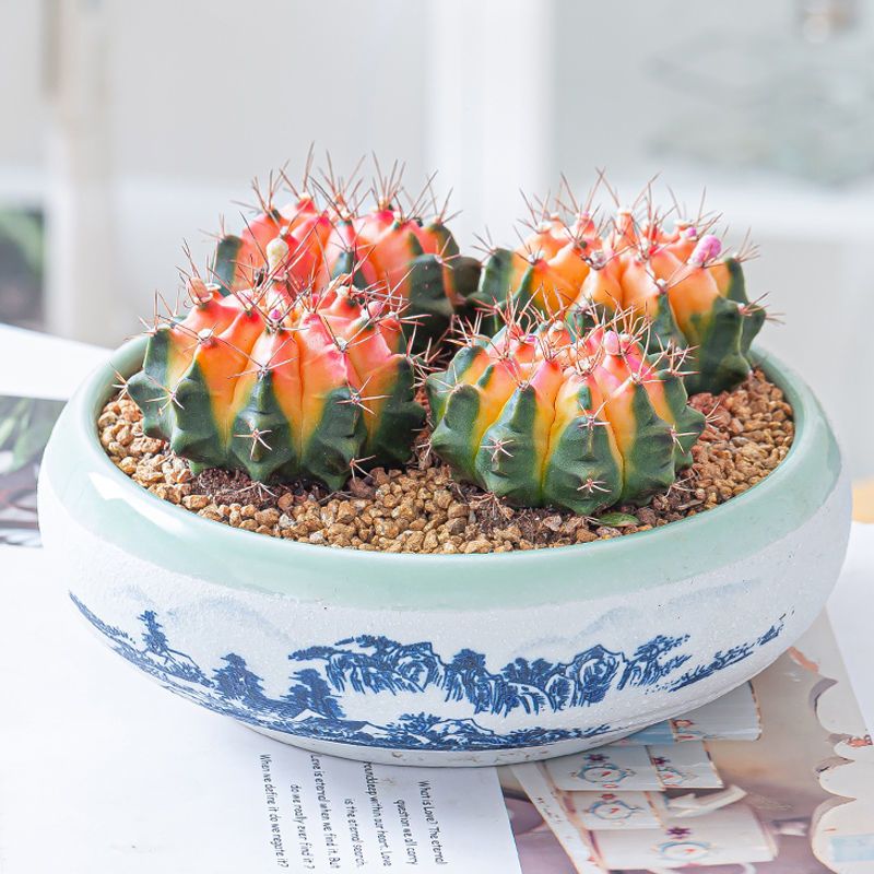 推荐 彩虹菲牡丹锦多肉植物仙人球盆栽室内吸甲醛四季好养花卉 虎窝拼