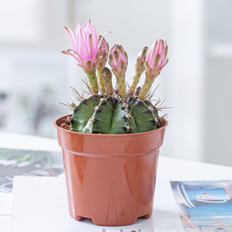 推荐 彩虹菲牡丹锦多肉植物仙人球盆栽室内吸甲醛四季好养花卉 虎窝拼