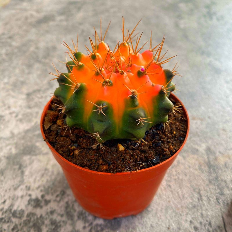 推荐 彩虹菲牡丹锦多肉植物仙人球盆栽室内吸甲醛四季好养花卉 虎窝拼