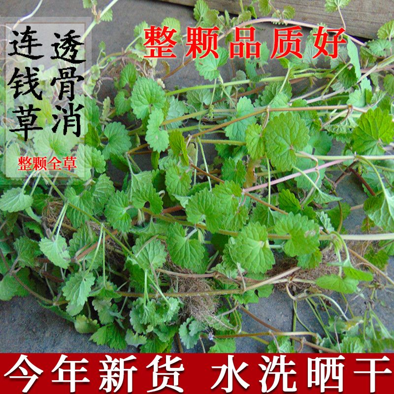 连钱草500克包邮新鲜野生金钱草透骨消马蹄草铜钱草崩大碗遍地香