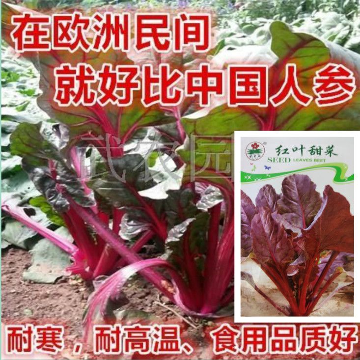 红叶甜菜种子 观赏食用 红叶菠菜种子 红梗菜 红根达菜 甜叶菜